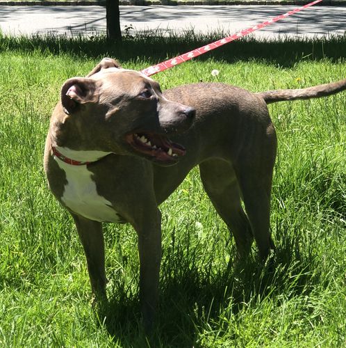 Customer photo review of USMC Flag - Collar & Leash Set