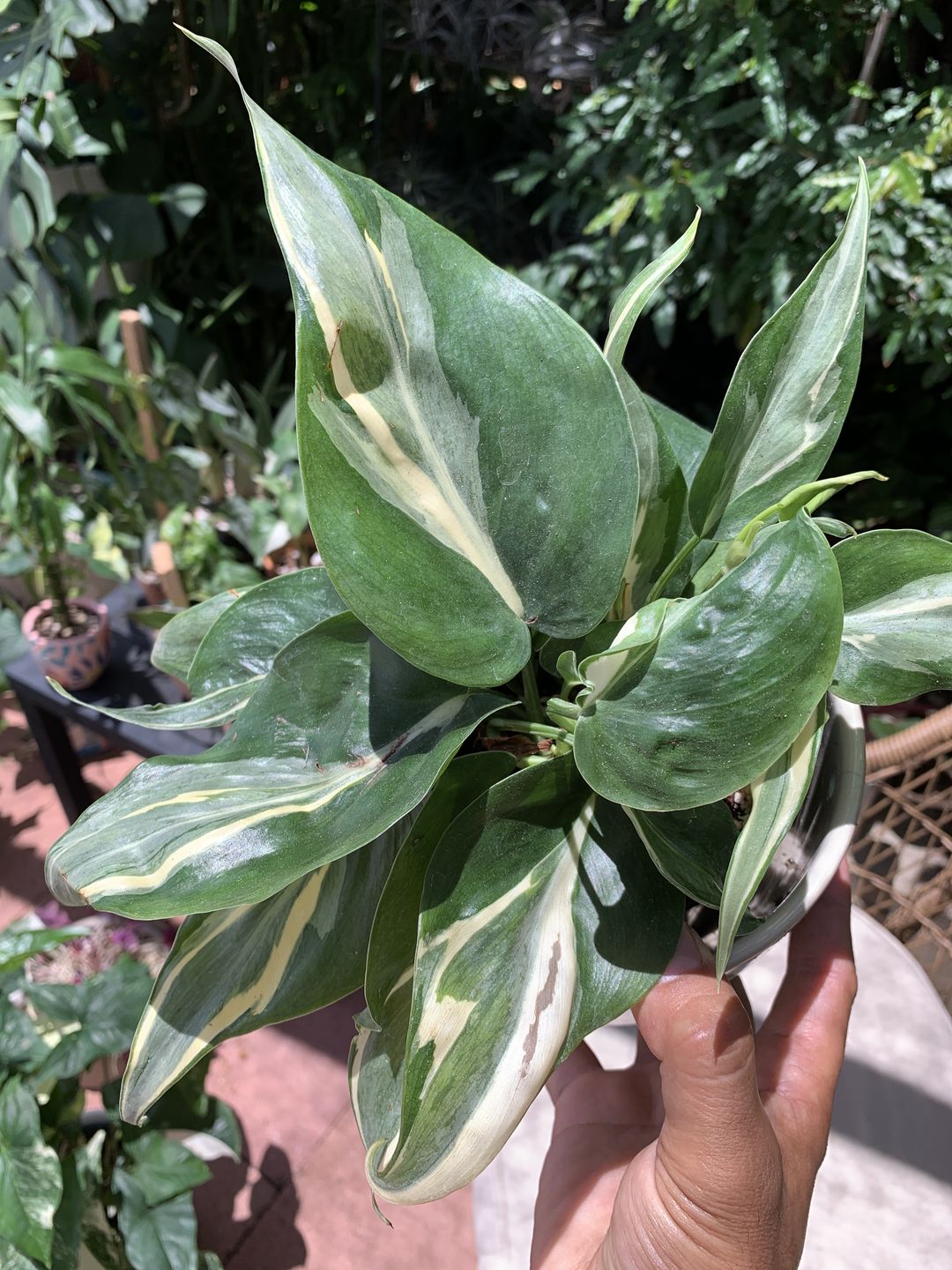 Customer photo review of 4" Philodendron sp. Rio
