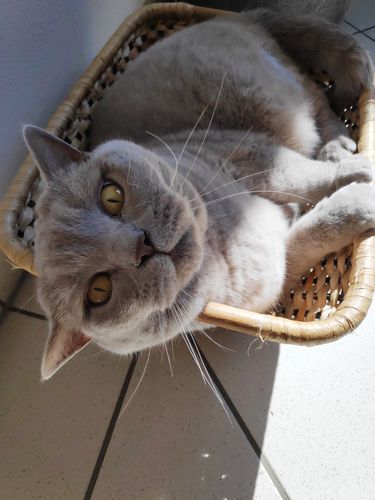 Customer photo review of Omega 3 Algenöl