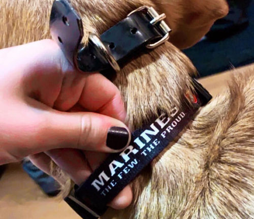 Customer photo review of USMC Seal - Collar