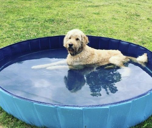 Customer photo review of PetSwim© - Faltbarer Hundepool + Gratis Fellpflegehandschuh 🎁