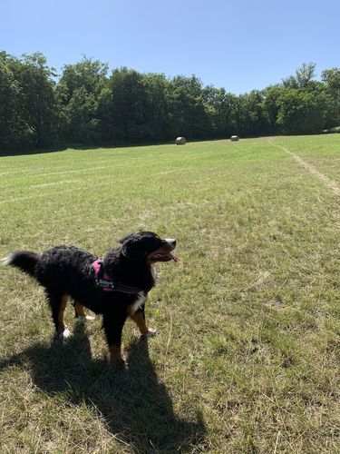 Customer photo review of Pfotenlove - Anti-Zug Personalisiertes Hundegeschirr – Premium Edition