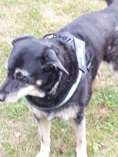 Customer photo review of Pfotenlove® - Personalisiertes Hundegeschirr