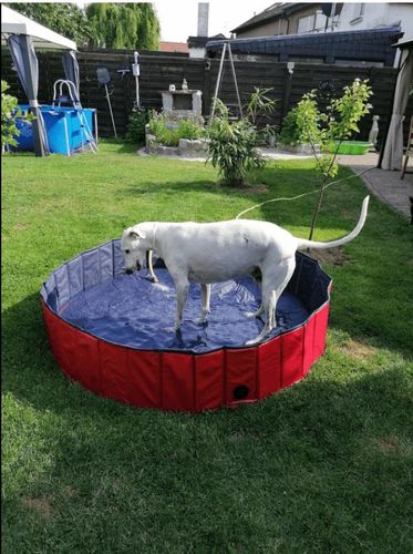 Customer photo review of PetSwim© - Faltbarer Hundepool + Gratis Fellpflegehandschuh 🎁