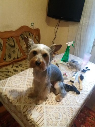 Customer photo review of Set Toaletaj Caini Si Pisici