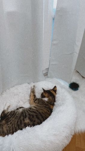 Customer photo review of Lit Apaisant Comfy® |  Pour Chien et Chat