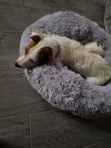 Customer photo review of Lit Apaisant Comfy® |  Pour Chien et Chat