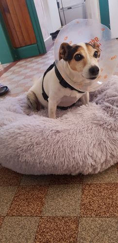 Customer photo review of Lit Apaisant Comfy® |  Pour Chien et Chat