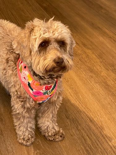 Customer photo review of Rifle paper co dog harness set - Juliet in cream