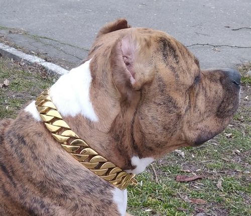 Customer photo review of LE GOLD ON GOLD