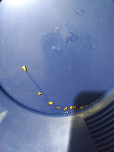 Customer photo review of *New* MAMMOTH 'TROY OUNCE NUGGET HUNT' Gold Paydirt - Gold Paydirt Concentrate