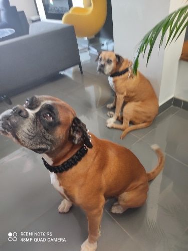 Customer photo review of COLLIER + LAISSE "BLACK ARMY"