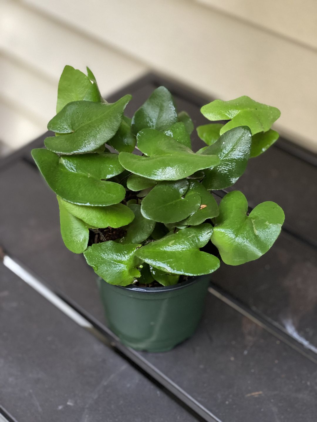 Customer photo review of 4" Fern Heart (Hemionitis Arifolia)