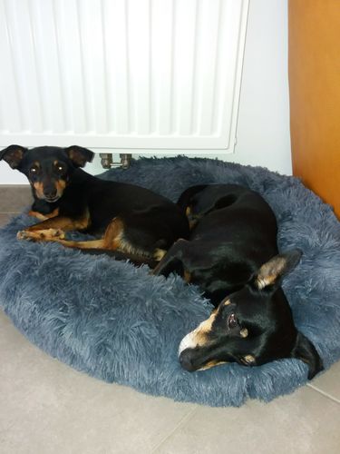 Customer photo review of Lit Apaisant Comfy® |  Pour Chien et Chat