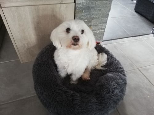 Customer photo review of Lit Apaisant Comfy® |  Pour Chien et Chat