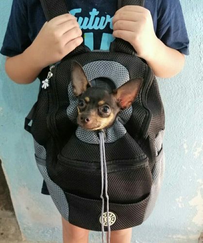 Customer photo review of Petyfy™ Dog Backpack + Lifetime Warranty!