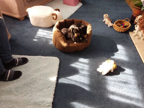 Customer photo review of Paw Print Charm - Individual