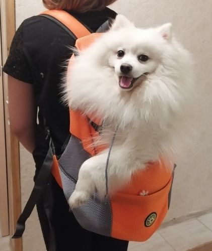 Customer photo review of Petyfy™ Dog Backpack + Lifetime Warranty!