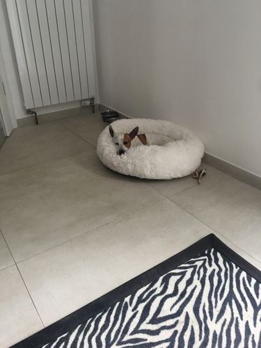 Customer photo review of Lit Apaisant Comfy® |  Pour Chien et Chat
