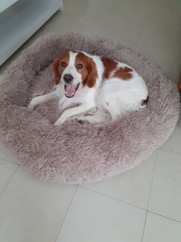 Customer photo review of Lit Apaisant Comfy® |  Pour Chien et Chat