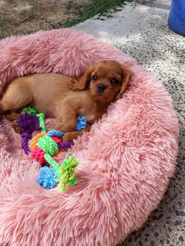 Customer photo review of Lit Apaisant Comfy® |  Pour Chien et Chat