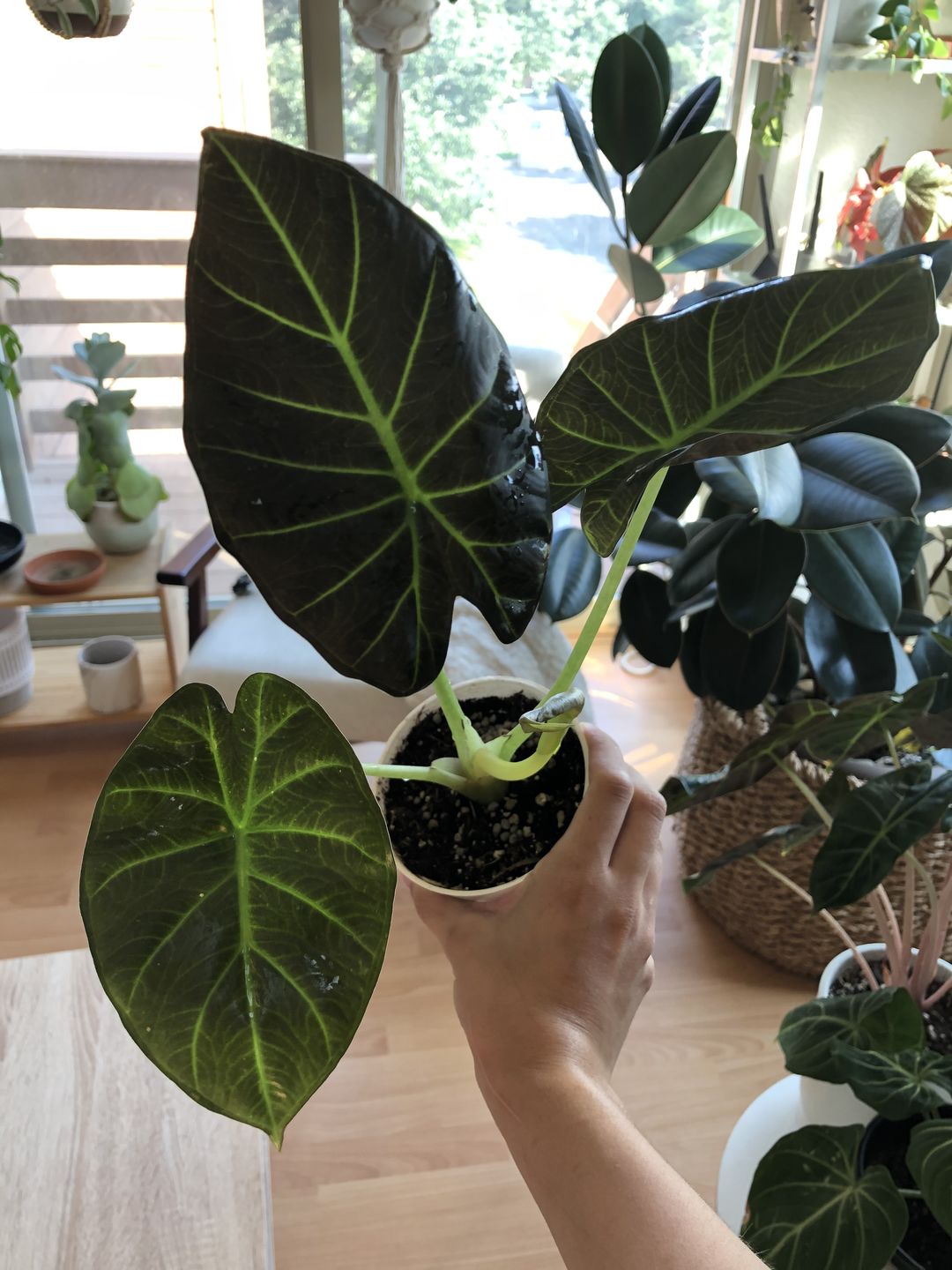 Customer photo review of 4" Alocasia Regal Shield