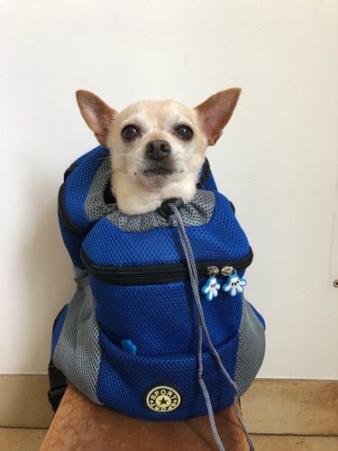 Customer photo review of Petyfy™ Dog Backpack + Lifetime Warranty!