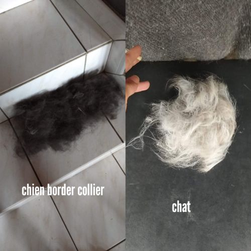 Customer photo review of Toilettage Pro Bebeskin™