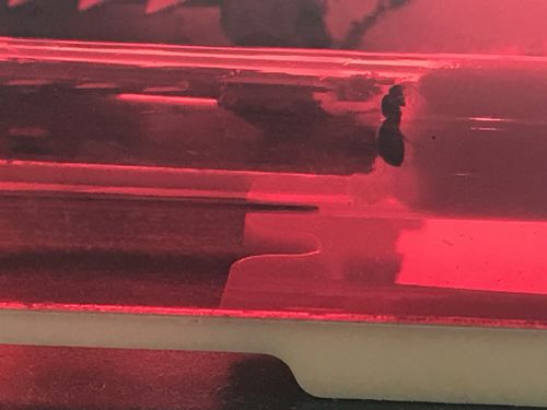 Customer photo review of Lasius niger colony
