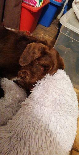 Customer photo review of Lit Apaisant Comfy® |  Pour Chien et Chat