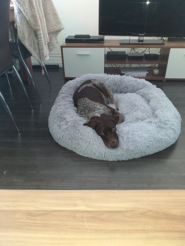 Customer photo review of Lit Apaisant Comfy® |  Pour Chien et Chat