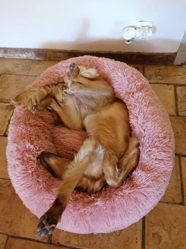 Customer photo review of Lit Apaisant Comfy® |  Pour Chien et Chat