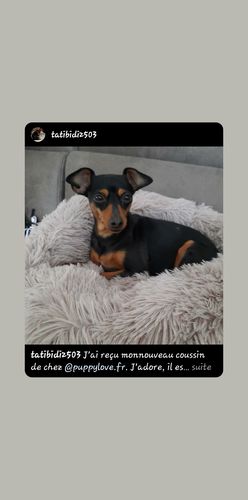 Customer photo review of Lit Apaisant Comfy® |  Pour Chien et Chat