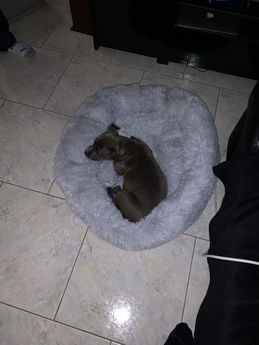Customer photo review of Lit Apaisant Comfy® |  Pour Chien et Chat