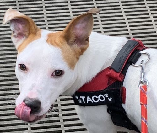 personalised dog harness labels