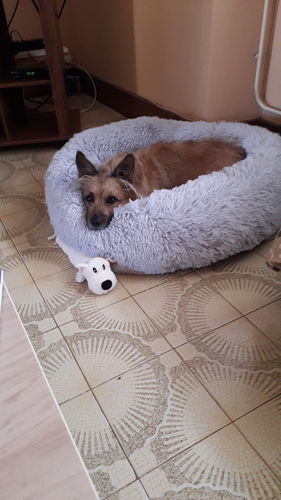 Customer photo review of Lit Apaisant Comfy® |  Pour Chien et Chat
