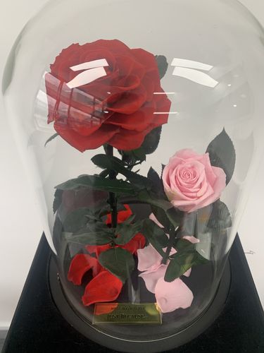 Customer photo review of A Lasting Bélle Dual