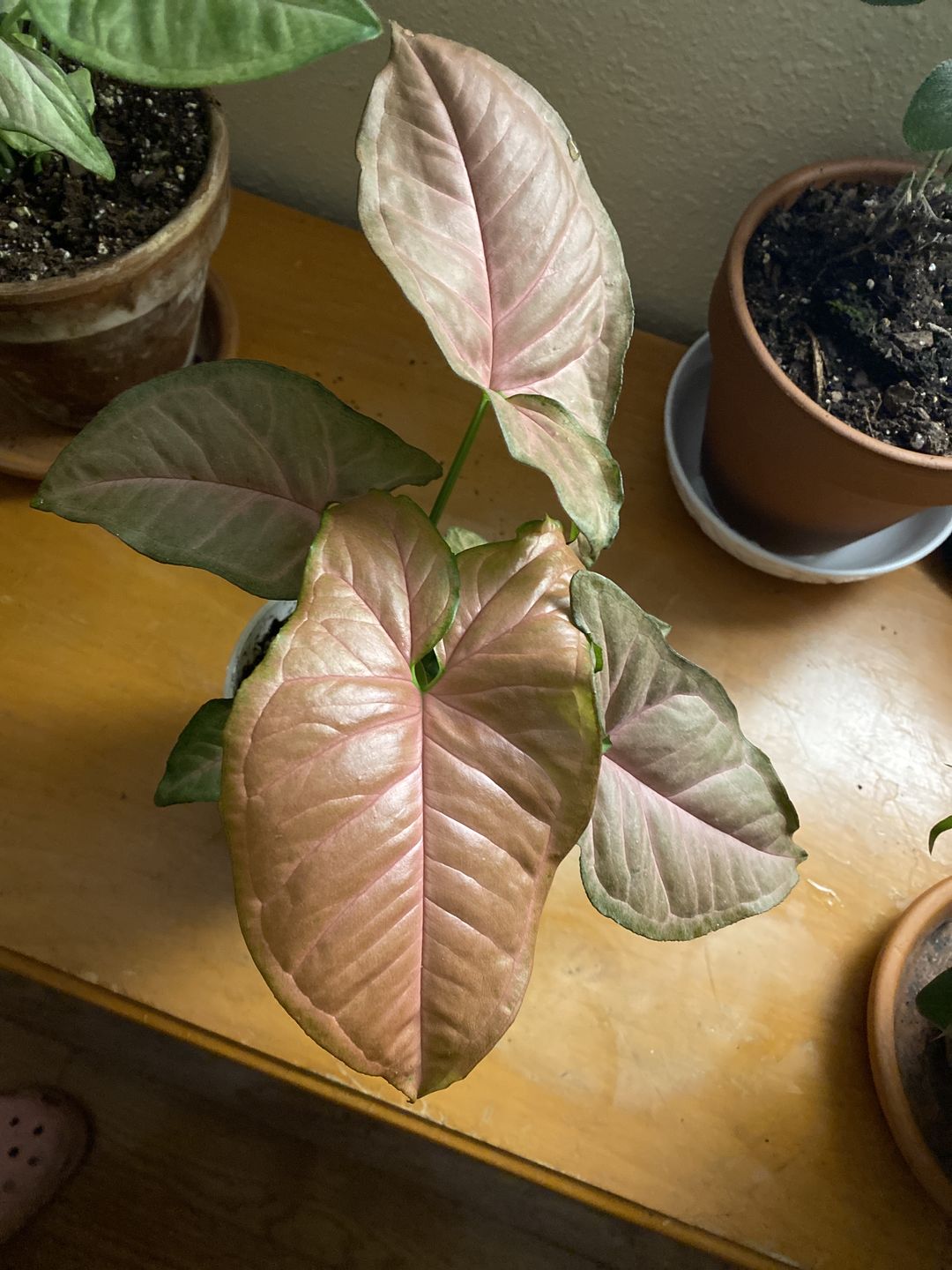 Customer photo review of 4" Syngonium Regina Red