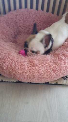 Customer photo review of Lit Apaisant Comfy® |  Pour Chien et Chat