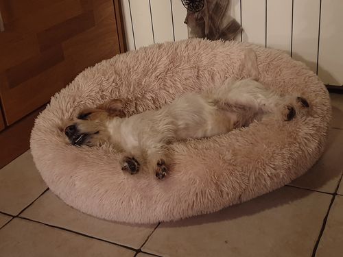 Customer photo review of Lit Apaisant Comfy® |  Pour Chien et Chat