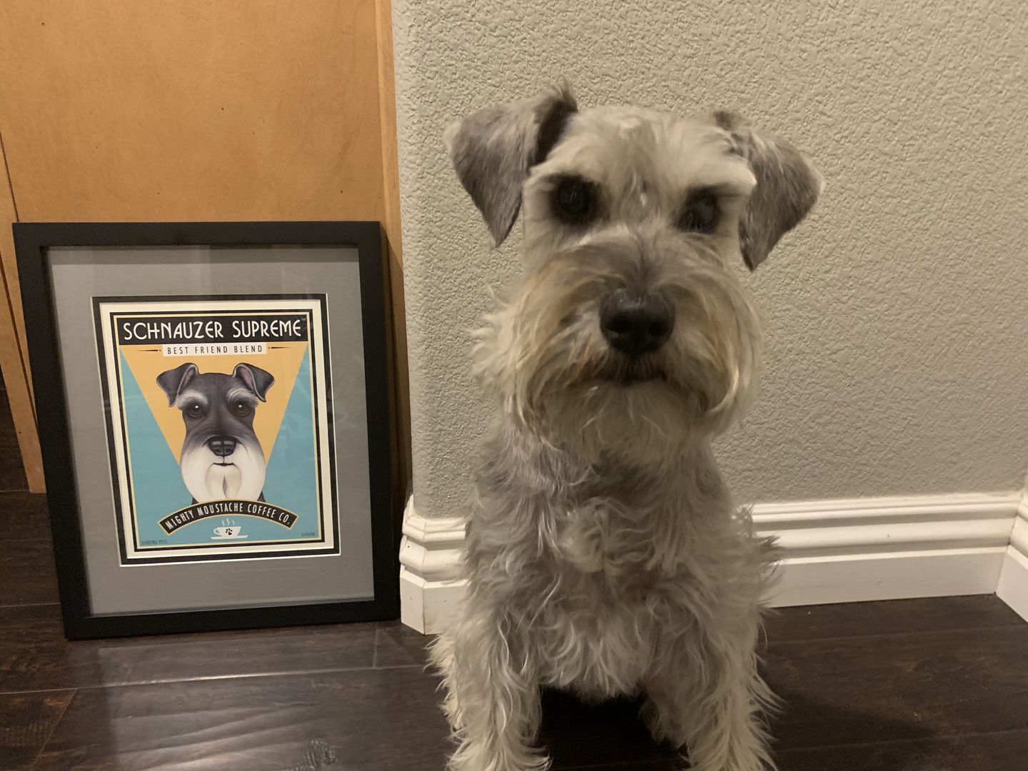 Customer photo review of Schnauzer Art "Schnauzer Supreme" Art Print by Krista Brooks