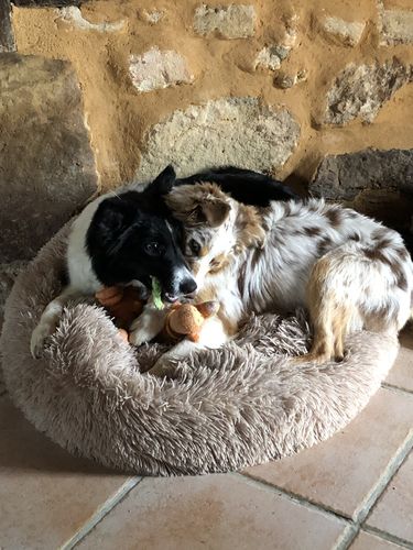 Customer photo review of Lit Apaisant Comfy® |  Pour Chien et Chat