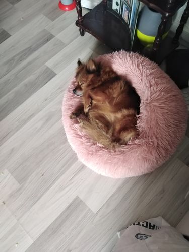 Customer photo review of Lit Apaisant Comfy® |  Pour Chien et Chat