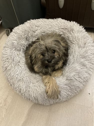 Customer photo review of Lit Apaisant Comfy® |  Pour Chien et Chat