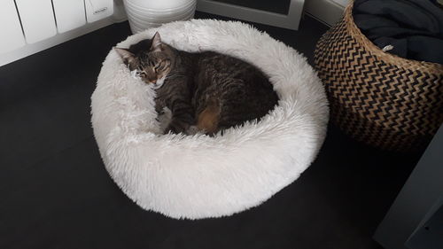 Customer photo review of Lit Apaisant Comfy® |  Pour Chien et Chat