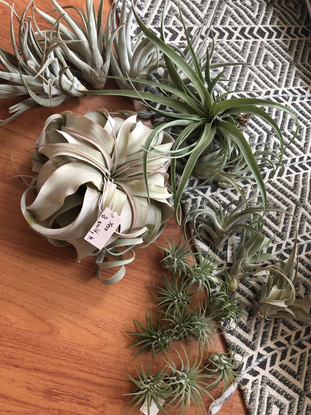 Customer photo review of *6 Pack* Premium Air Plants Mix  *Cannot Be Shipped Internationally*