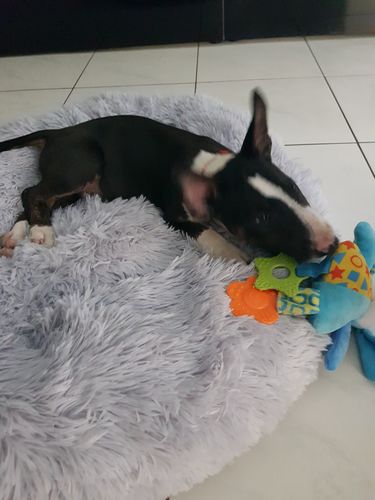Customer photo review of Lit Apaisant Comfy® |  Pour Chien et Chat