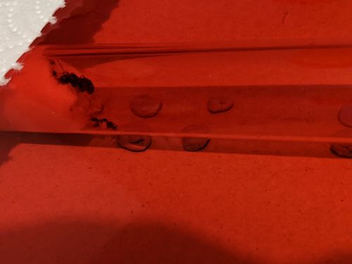 Customer photo review of Lasius niger colony