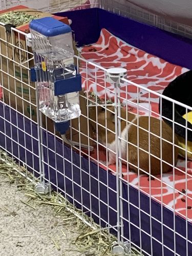 Customer photo review of GuineaDad Nourish Series - Timothy Hay (3 Pack)