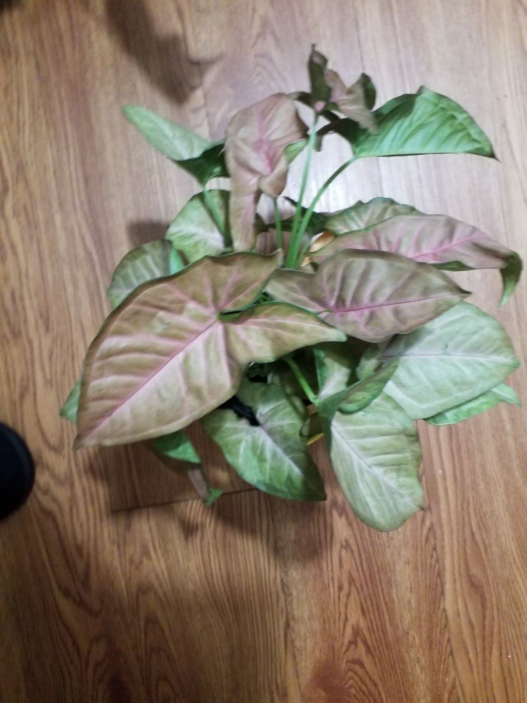 Customer photo review of 4" Syngonium Regina Red